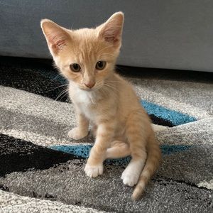 Meet your Posher, Mariam